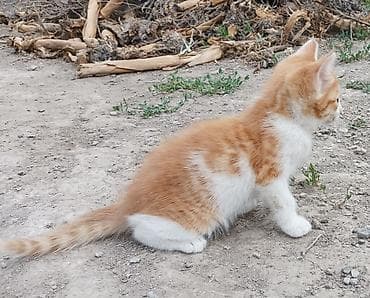 Животные: Котята - Возраст: 2 месяца (родились 15 апреля). - Окрас: - — 9