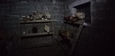 яйцо брамы: Продаю | Куры, Петух, Цыплята | Домашняя | Для разведения, Несушки — 6