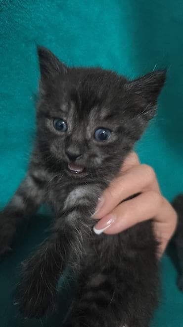 котята отдам даром: Котята от домашней кошки - Помёт из трёх котят, однотонные тёмные — 6