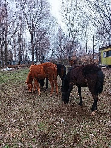 жеребчика: Продаю | Жеребец | Для разведения — 4