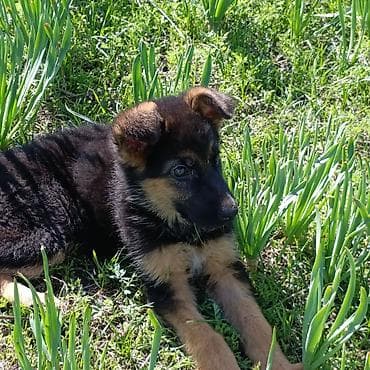 продам щенка немецкой овчарки: Щенок немецкой овчарки дата рождения 7.02 .2026год, традиционный — 9