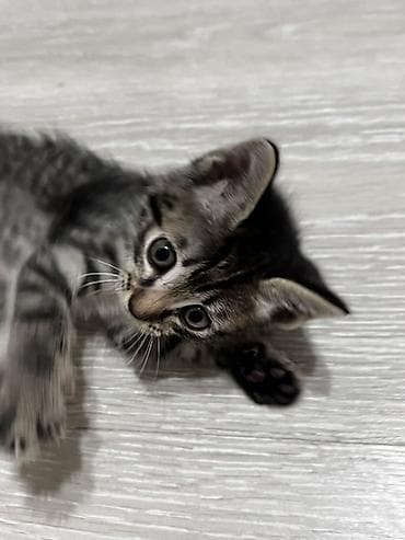 девон рекс котята: Котята, помёт домашней кошки, разные окрасы: - Белый с серым хвостиком — 2