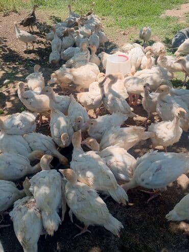 собака доберман сколько стоит: Продаю | Индюшата | На забой | Племенные — 1