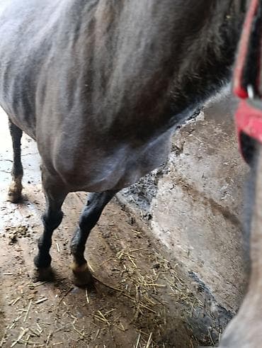 лошадь купить: Продаю | Кобыла (самка) — 4