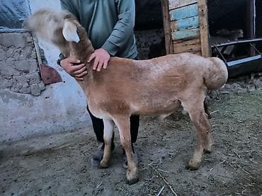 улар сатылат: Сатам | Кочкор (эркек) | Көбөйтүү үчүн — 3