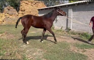 Иттер: Сатам | Байтал | Жумушка — 6