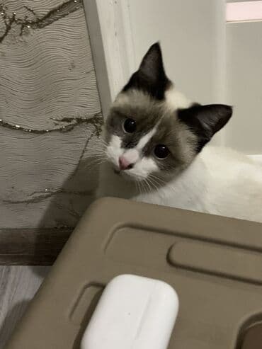 животные в добрые руки: 9 месяцев, Девочка — 4