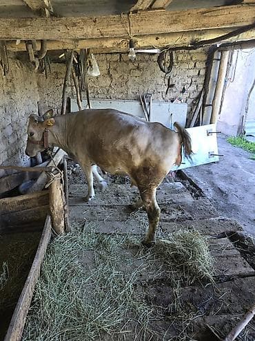 Другие животные: Продаю | Корова (самка) | Привязанные — 3