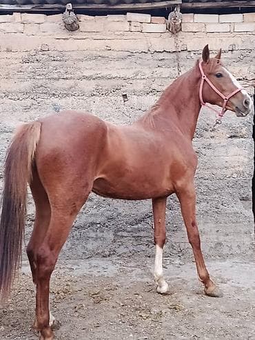 город ош кошка: Продаю | Кобыла (самка) | Конный спорт — 2