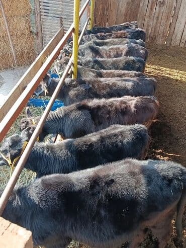 в связи с переездом отдам попугая жако в добрые руки: Продаю | Корова (самка), Тёлка, Музоо, торпок | Голштин, Алатауская, Швицкая | Для разведения, Для молока | Племенные, Искусственник — 17