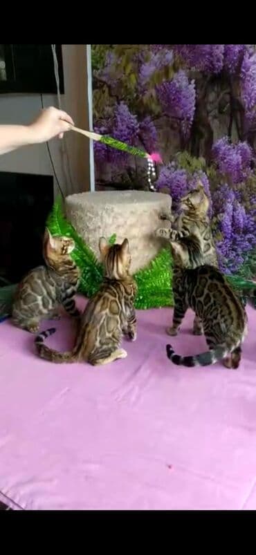 новорожденные котята: Бенгальские котята Проф.Питомник Бен Гла Мур предлагает.чудесных — 7