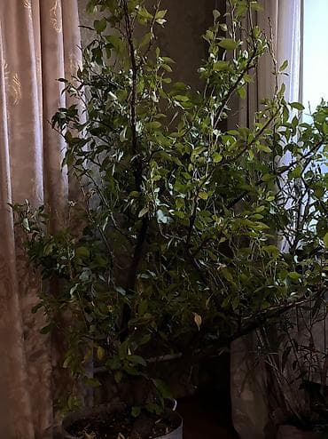 книжная полка бишкек: Дерево Лимон2 м — 3