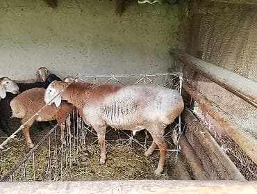 рыбы купить в аквариум: Продаю | Ягненок | Для разведения | Осеменитель — 3