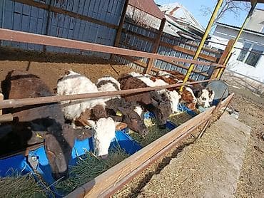 куплю мясо оптом: Продаю | Тёлка, Музоо, торпок | Полукровка, Ангус, Голштин | На откорм, На забой, Для разведения | Племенные, Искусственник — 8