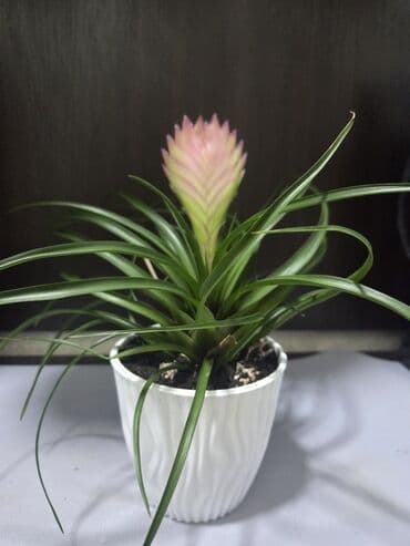 долларовый цветок: Антуриум (Anthurium andreanum) в декоративном горшке - Сорт с — 13