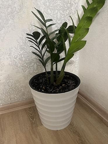 реалии: Замиокулькас (долларовое дерево) в декоративном кашпо - Комнатное — 3