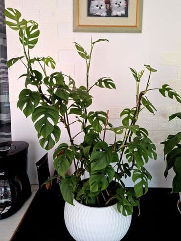 гортензия цена 1 шт бишкек: Продаю монстера минима 
из своей коллекции
Высота 90см с горшком — 2