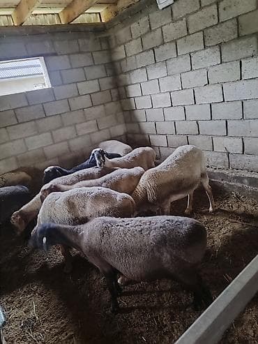 кошеи: Продаю | Овца (самка) | Для разведения | Ярка — 3