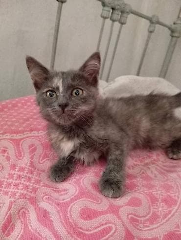 манчкин кошка: Отдадим котят только в добрые руки !! — 8