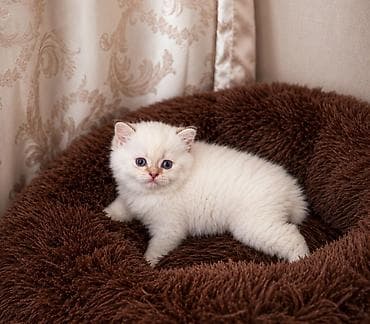 цена вислоухой кошки: Продаётся очень .красивый, плюшевый колорный маль чик .Котёнок — 2