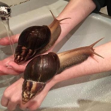 Город Ош Ахатины (гигантские африканские улитки) 300 сом за пару