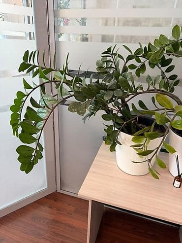 Комнатные растения: Замиокулькас (Zamioculcas zamiifolia) в горшке. - Крупное — 2