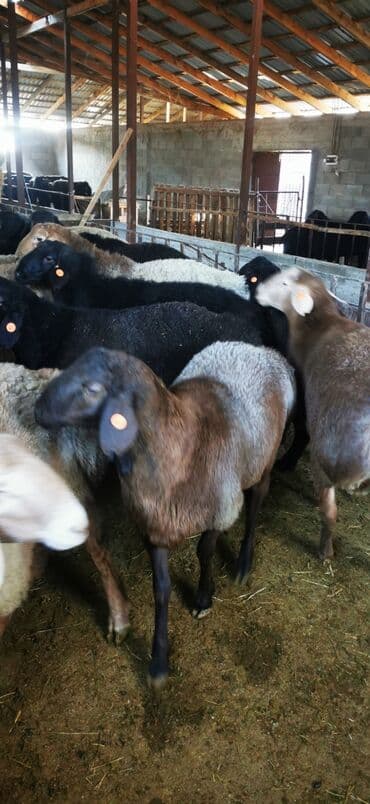 чистокровный алабай цена: Продаю | Баран (самец) | Полукровка | На забой | Осеменитель — 1