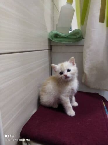 купить котёнка шотландского вислоухого: Британская короткошёрстная, 1 месяц, Мальчик, Серебристая шиншилла — 2