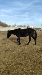 собаку в добрые руки: Продаю | Конь (самец) — 3