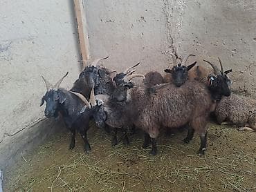 Зоотовары: Продаю | Коза (самка) | Полукровка | Для разведения | Котные — 3