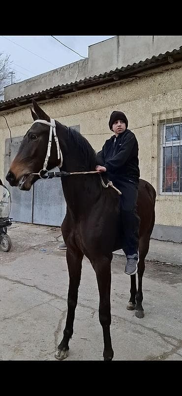 кой тащ: Продаю | Жеребенок | Английская | Конный спорт — 1