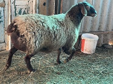 семис козу: Продаю | Овца (самка) | Для разведения | Матка — 4