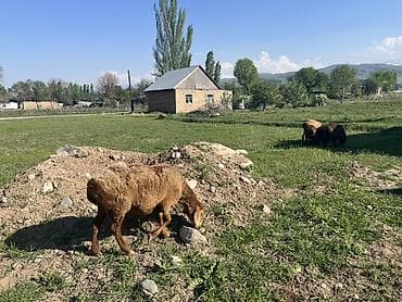 сколько стоит вислоухие кошки: Продаю | Овца (самка), Ягненок, Баран (самец) | Арашан | Для разведения | Матка, Ярка, Ягнившаяся — 10