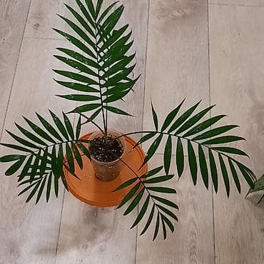 себе: Комнатные растения в декоративных горшках: 1) Шеффлера (Schefflera — 8
