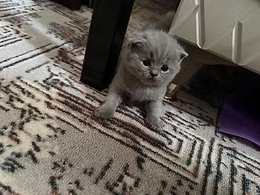 Продажа кошек: Шотландские котята,(страйт и скотиш фолд) окрас голубой (blue). Отец — 7