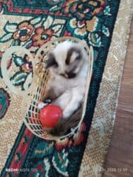 нашли кошку: 3 айлык, Ургаачы, Лотокко барууга үйрөтүлгөн — 2