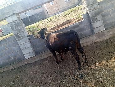 Продаю | Бык (самец) | Полукровка | На откорм at lalafo.kg Продаю | Бык (самец) | Полукровка | На откорм