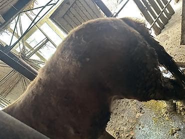 Услуги ветеринара: Продаю | Кобыла (самка) — 2