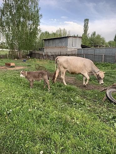 диск пес: Продаю | Корова (самка) | Для молока | После отела — 6