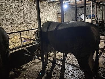 бир: Сатам | Бука (эркек) | Аргын | Бордоп семиртүү үчүн | Байланган — 3