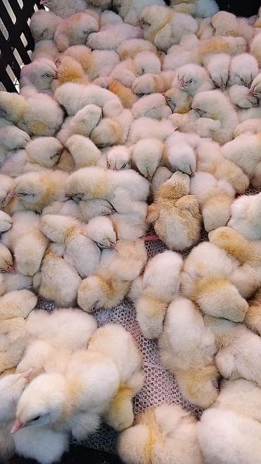 Продаю | Цыплята | Бройлерная | На забой at lalafo.kg Продаю | Цыплята | Бройлерная | На забой
