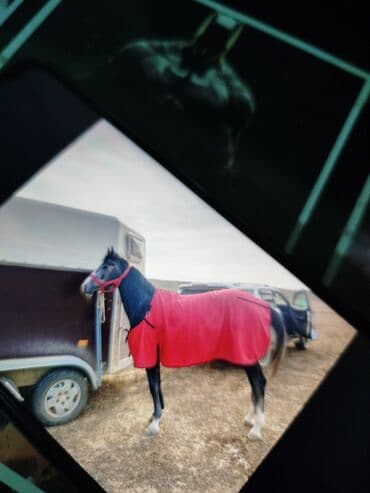 в связи с переездом отдам попугая жако в добрые руки: Кулук Кунан байтал сатылат🔥 скачкиге чабылып журот баасы 200 000🔥 — 4