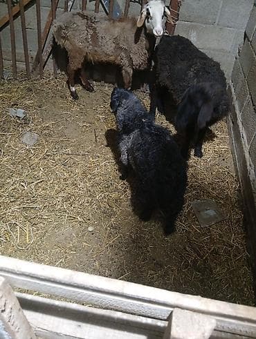 сколько стоит баран: Продаю | Овца (самка) | Для разведения — 2