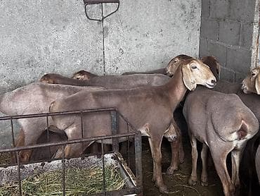 Айыл-чарба жаныбарлары: Сатам | Ургаачы кой (ургаачы), Кочкор (эркек) | Арашан | Көбөйтүү үчүн | Ургаачы — 6