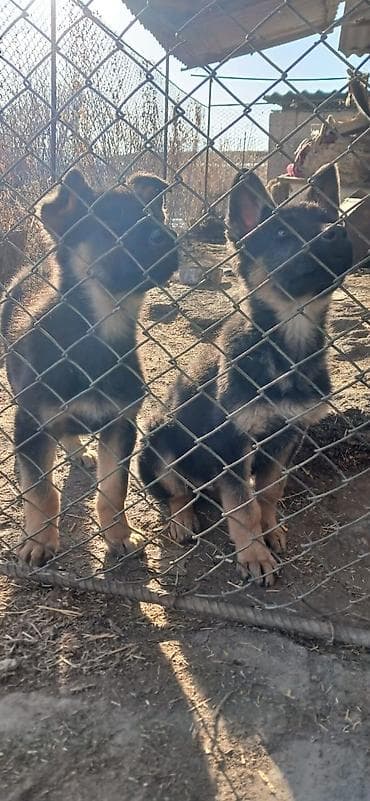 Грызуны: Продаю щенков немецкой овчарки 26 октября (26.10.2025г.)Вакыну — 7