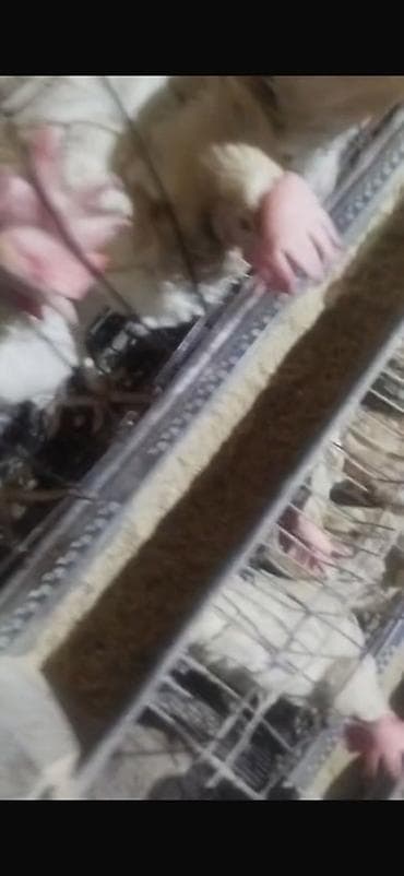 С/х животные и товары: Продаются куры несушки, породы коралл . Возраст 2 года Продаем не — 1