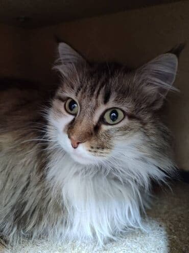 отдам даром вислоухого котенка: Прекрасная и молодая кошечка в поиске дома. Привезём сами — 1