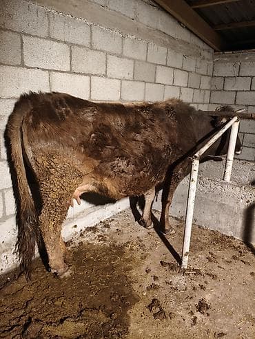 А/ч жаныбарлары үчүн тоюттар: Сатам | Уй (ургаачы) | Аргын | Сүт алуу үчүн | Байланган — 5