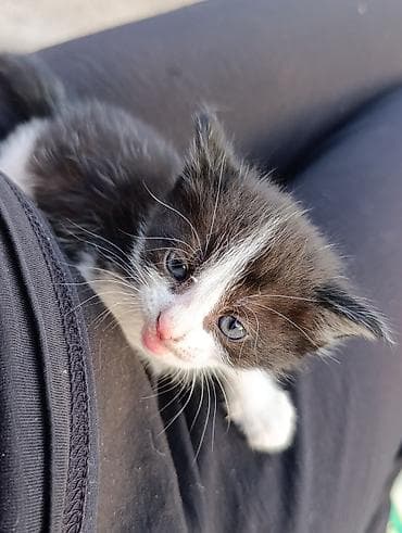 scottish fold: Отдам котят в добрые руки. Особенности: - Ласковые и контактные — 2