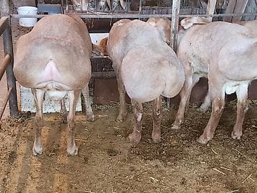 баран матка: Продаю | Баран (самец) | Для разведения | Племенные — 4